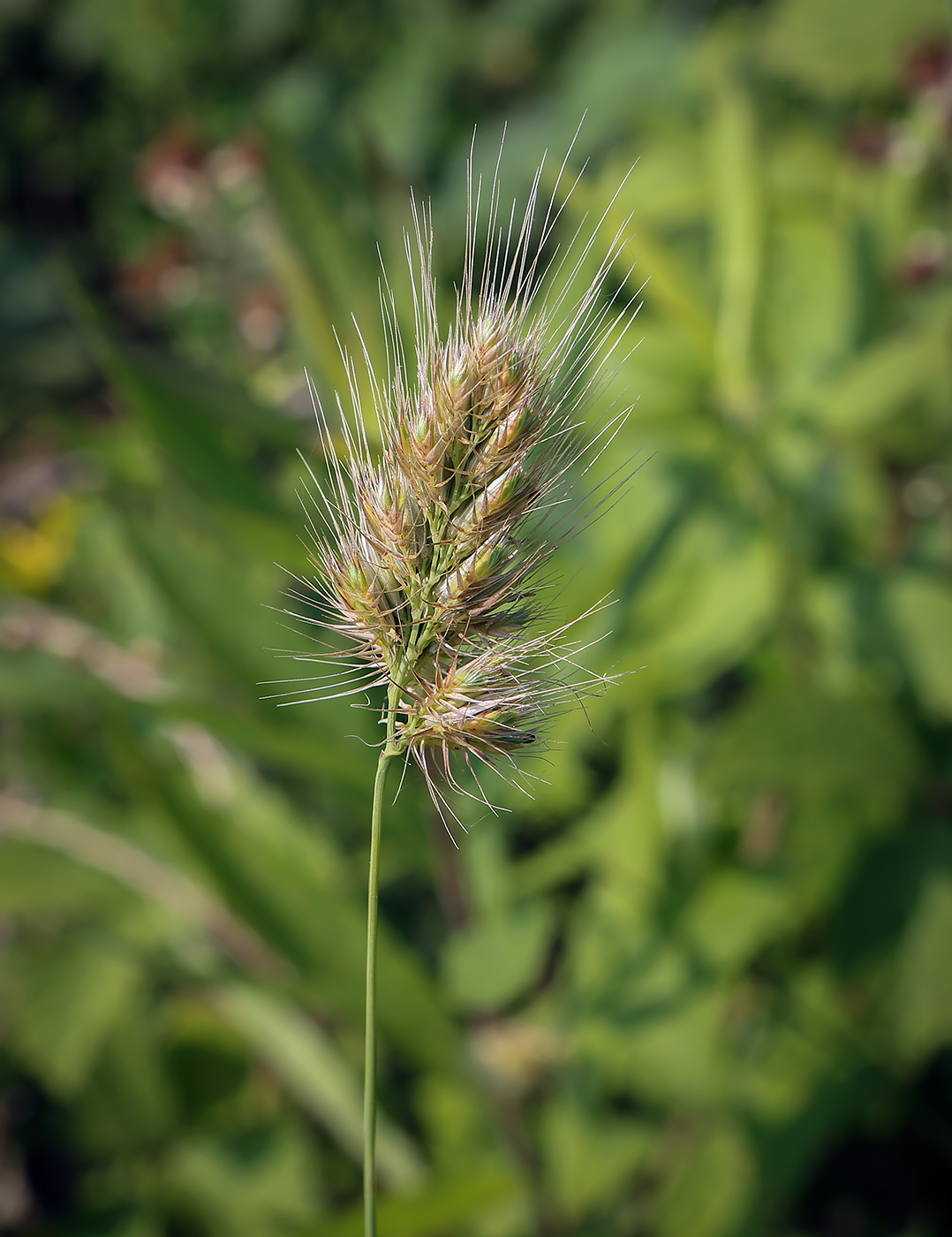 Изображение особи Cynosurus echinatus.
