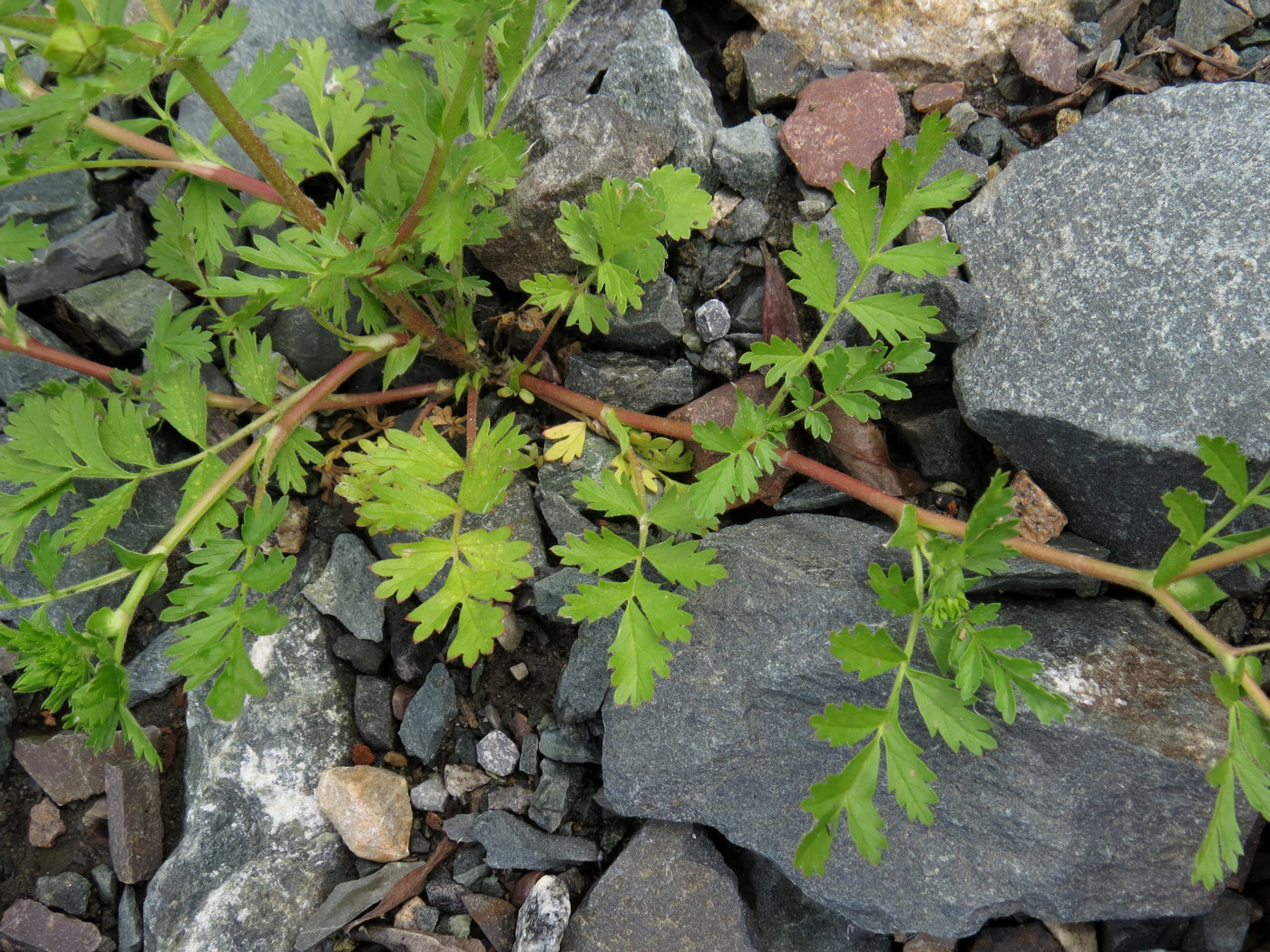 Изображение особи Potentilla supina.