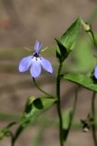 Lobelia erinus. Верхушка цветущего побега. Белгородская обл., пос. Ракитное, ул. Сосновая, 2, в культуре. 1 августа 2022 г.