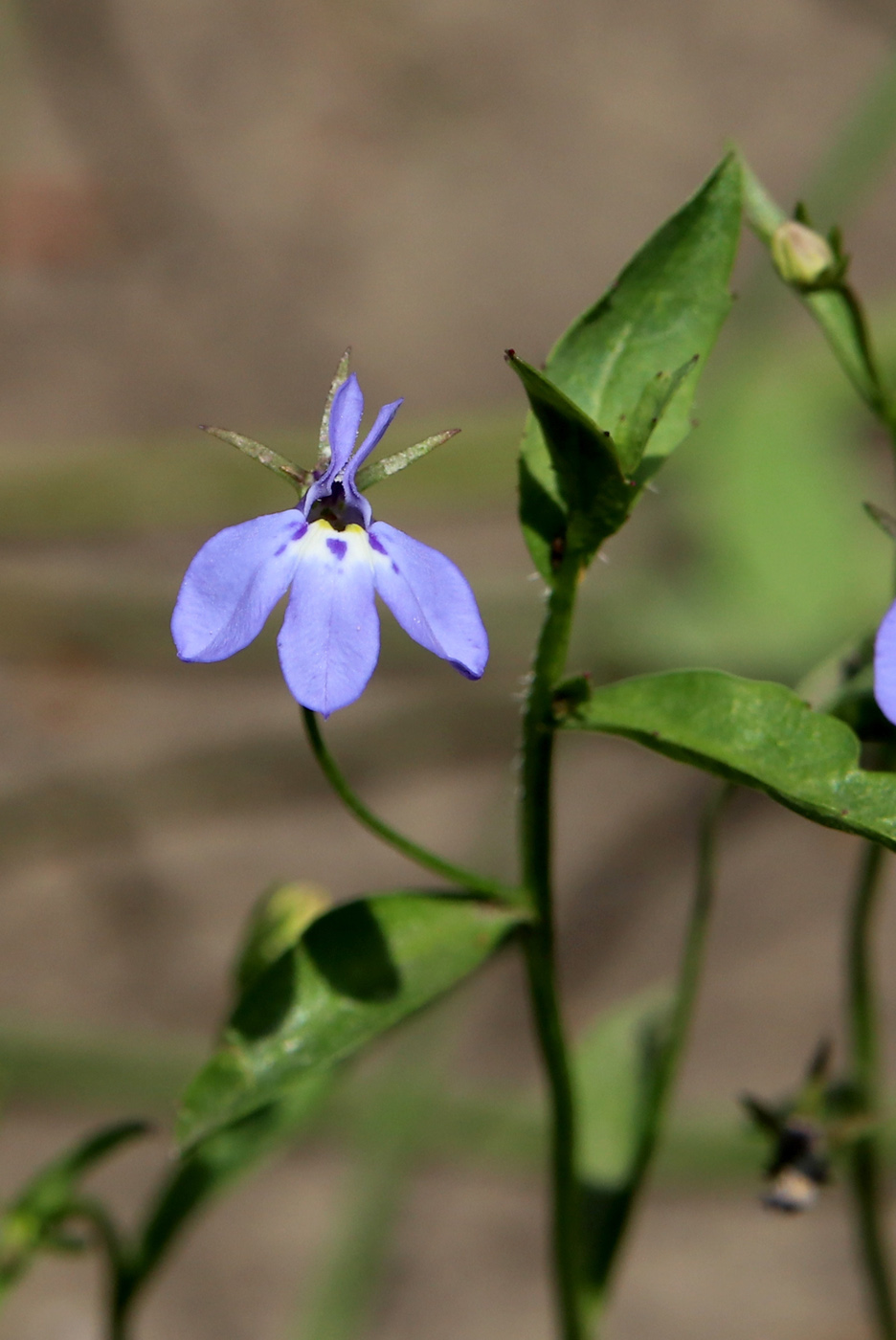 Image of Lobelia erinus specimen.