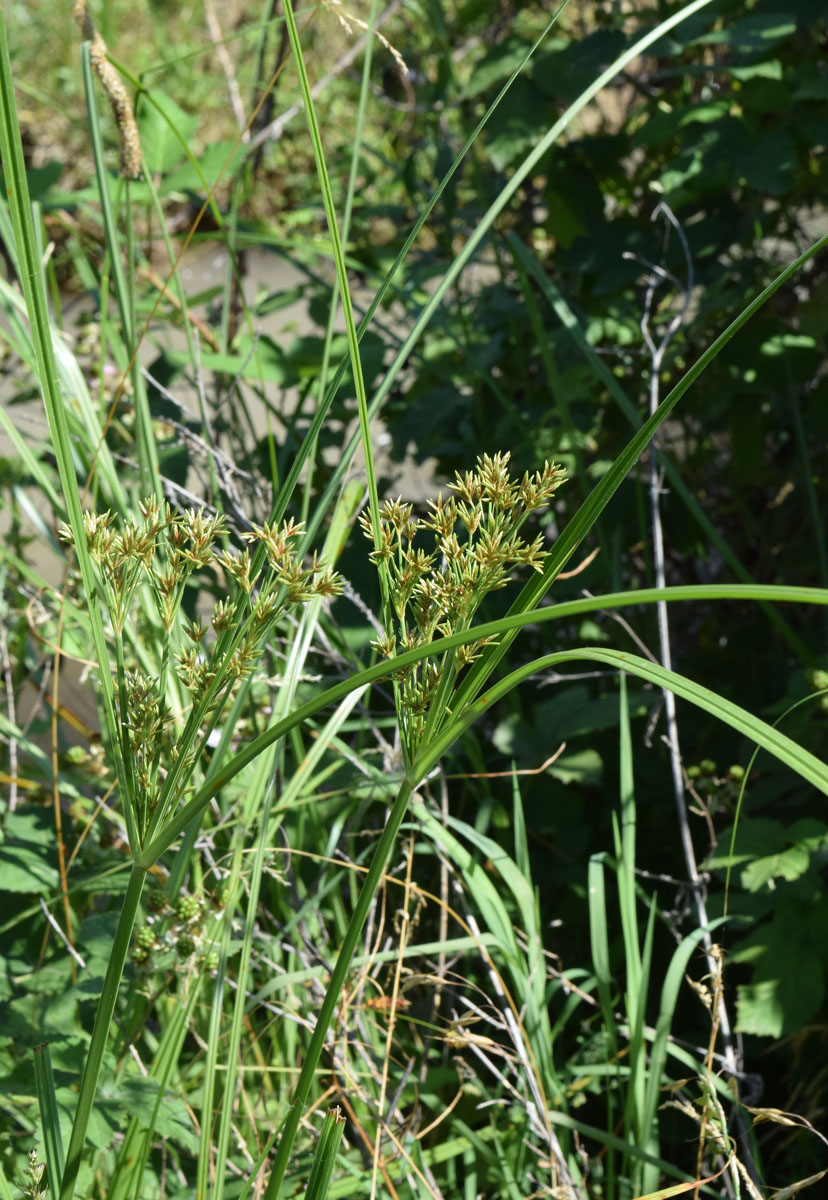 Изображение особи Juncellus serotinus.