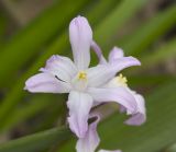 Chionodoxa luciliae. Цветок. Пермь, Свердловский р-н, на заросшем газоне. 22 апреля 2025 г.