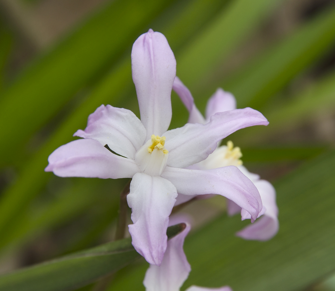Изображение особи Chionodoxa luciliae.