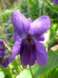 Viola odorata