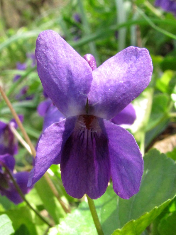 Изображение особи Viola odorata.