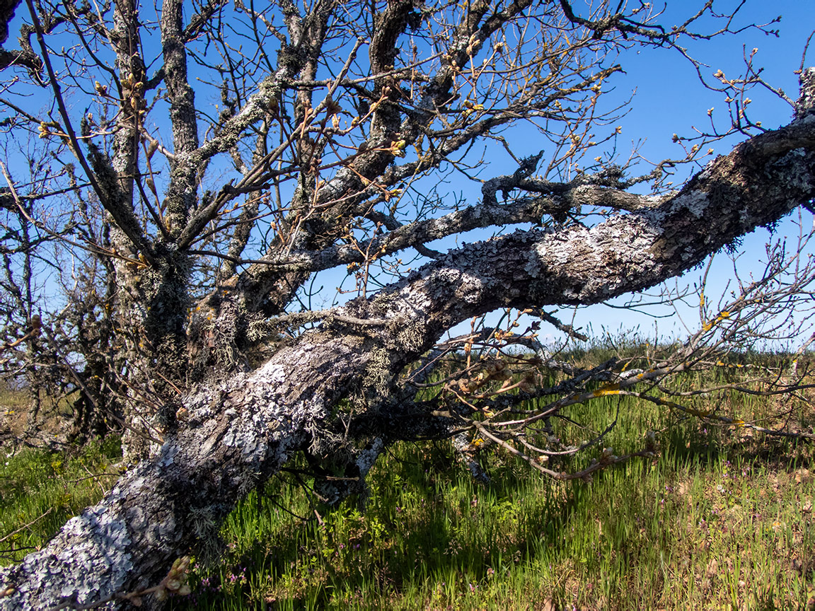 Изображение особи род Quercus.