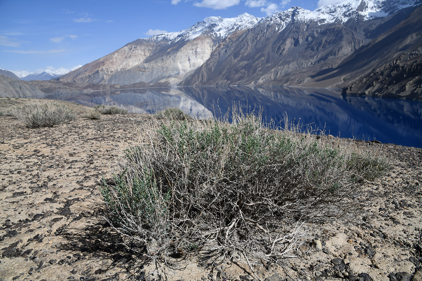 Image of Salsola montana specimen.