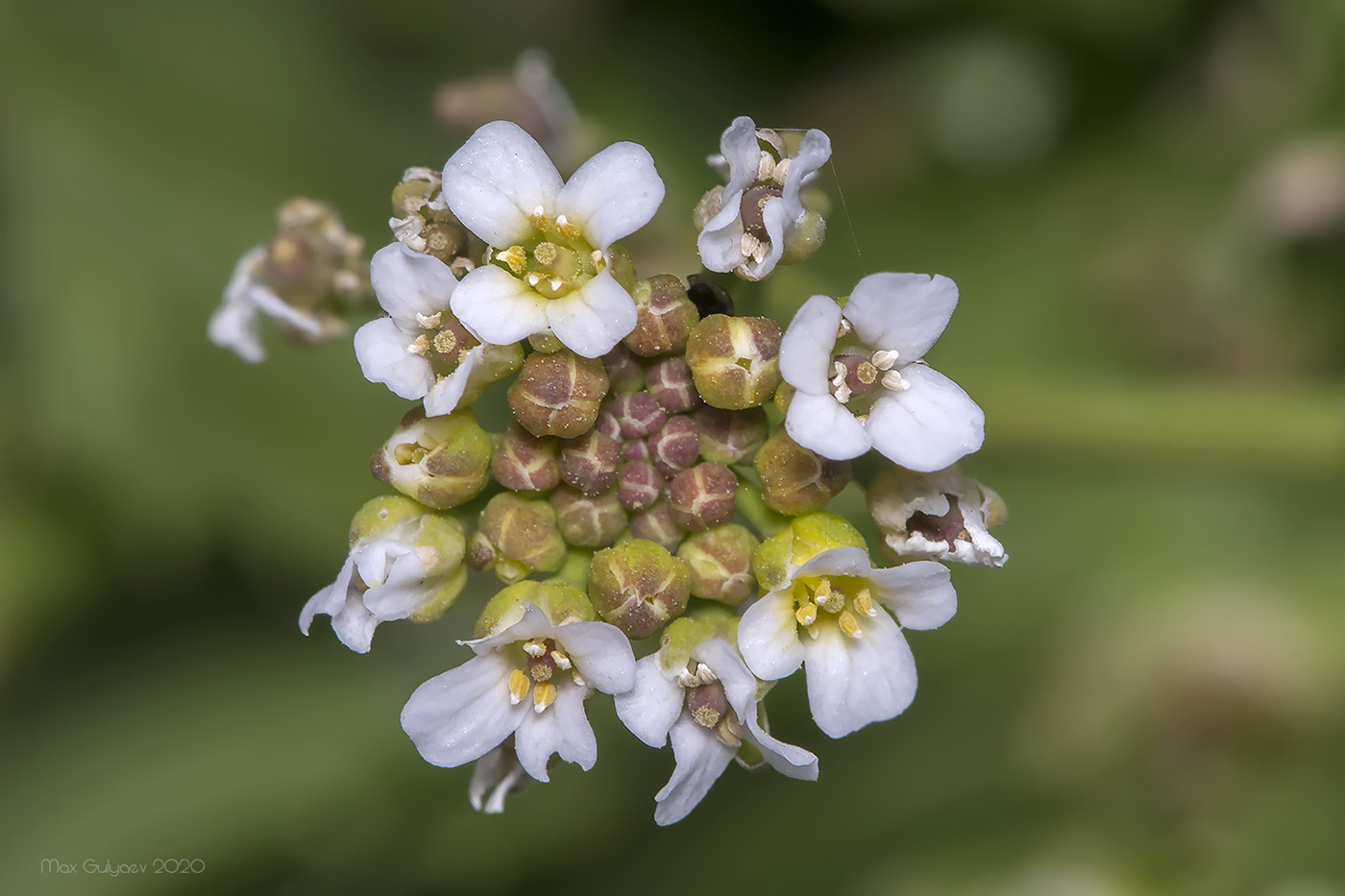 Изображение особи семейство Brassicaceae.