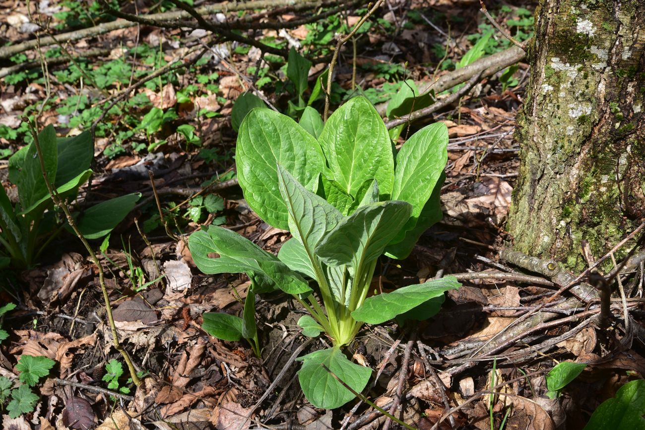 Image of Unknown species specimen.