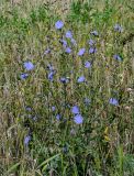 Cichorium intybus. Цветущее растение. Тульская обл., Заокский р-н, окр. с. Дмитриевское, залежь. 07.09.2025.