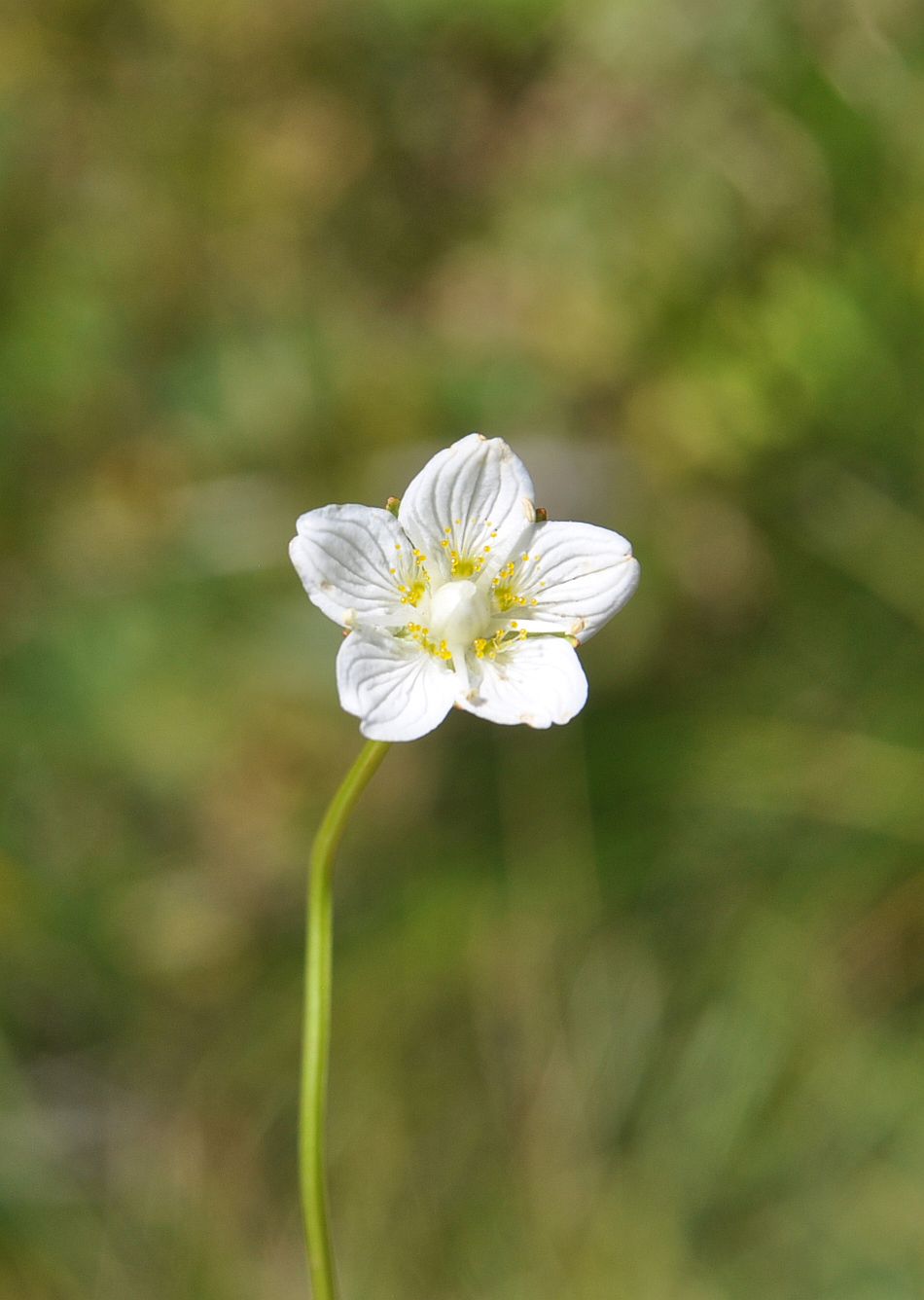 Image of Parnassia palustris specimen.