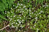 Saxifraga granulifera. Цветущие растения. Китай, пров. Шэньси, национальный парк \"Хуашань\", ≈ 2000 м н.у.м., опушка смешанного леса. 02.06.2025.