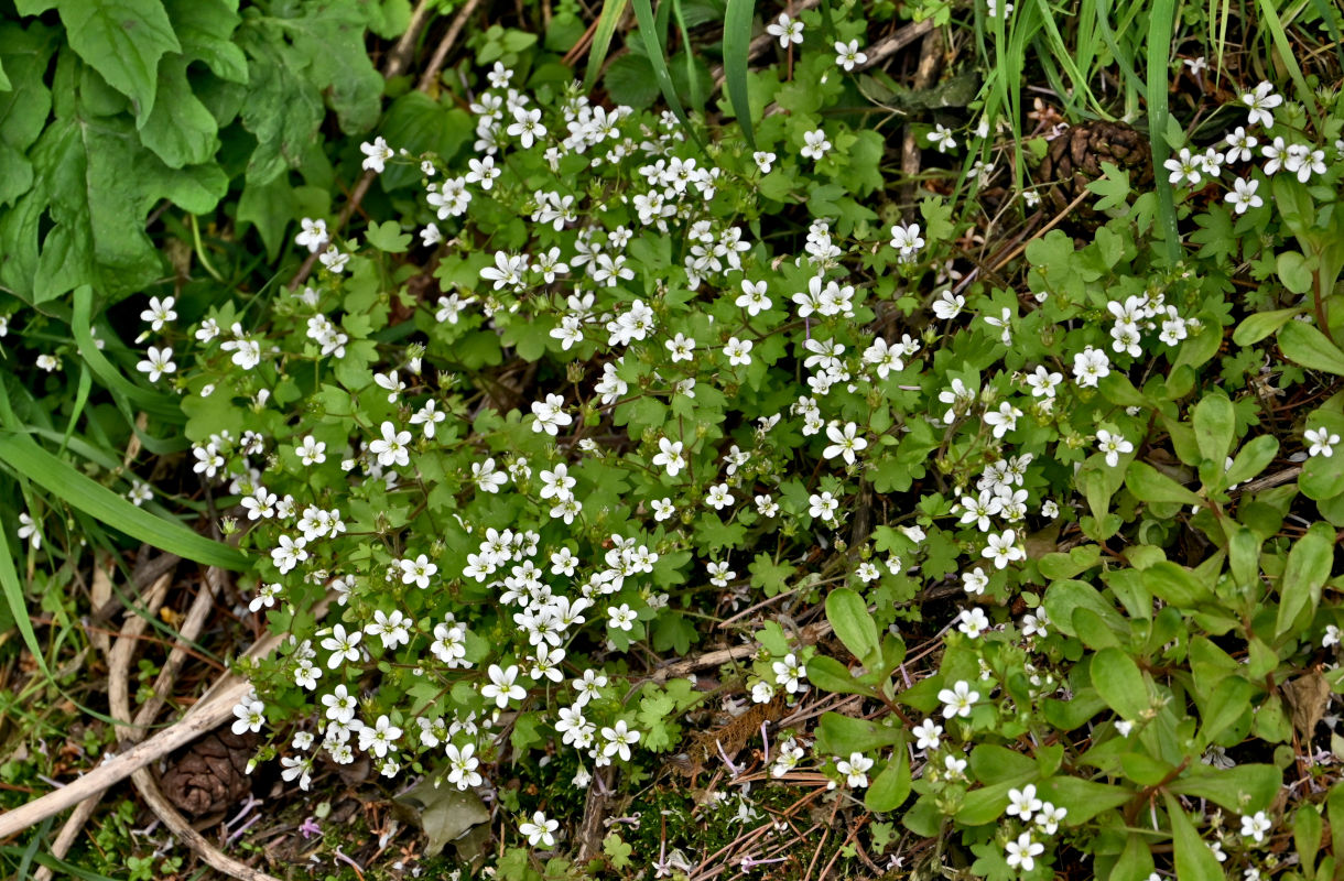 Изображение особи Saxifraga granulifera.