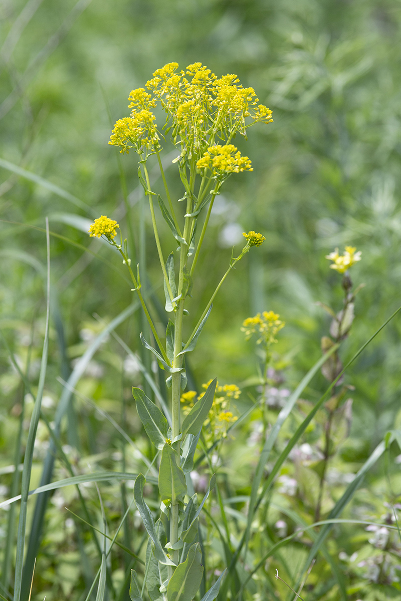 Изображение особи Isatis tinctoria var. yezoensis.