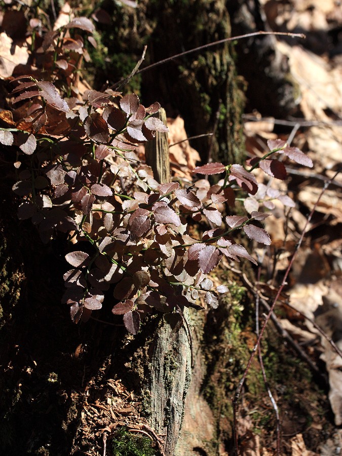 Изображение особи Vaccinium myrtillus.