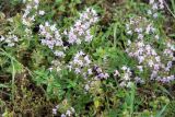 род Thymus
