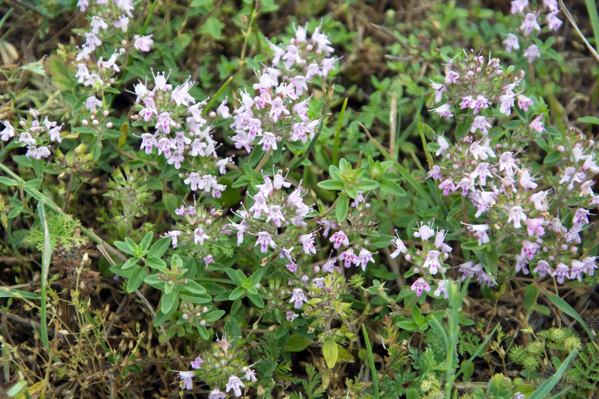 Image of genus Thymus specimen.