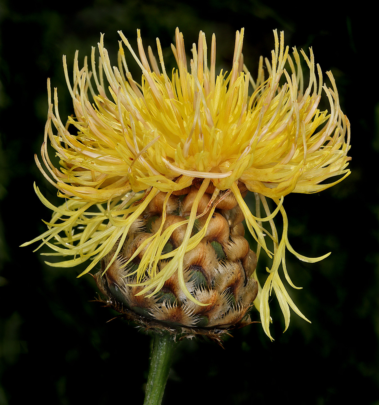 Image of Stizolophus balsamita specimen.