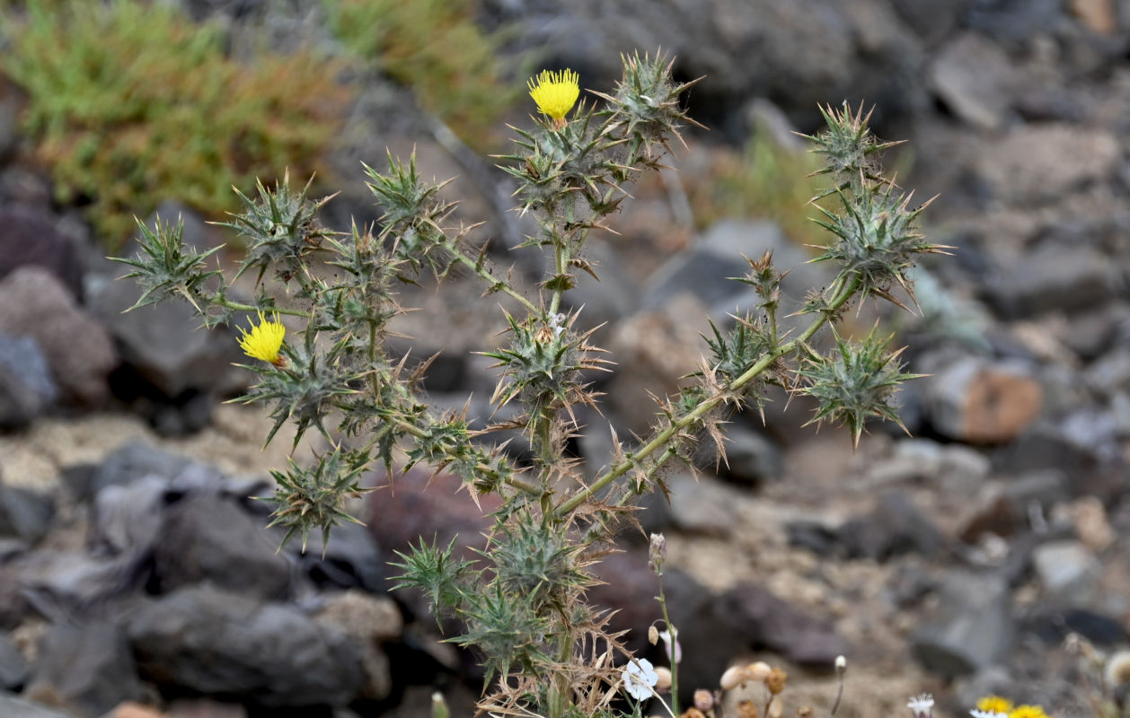 Image of Carthamus lanatus specimen.