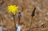 Hypochaeris radicata