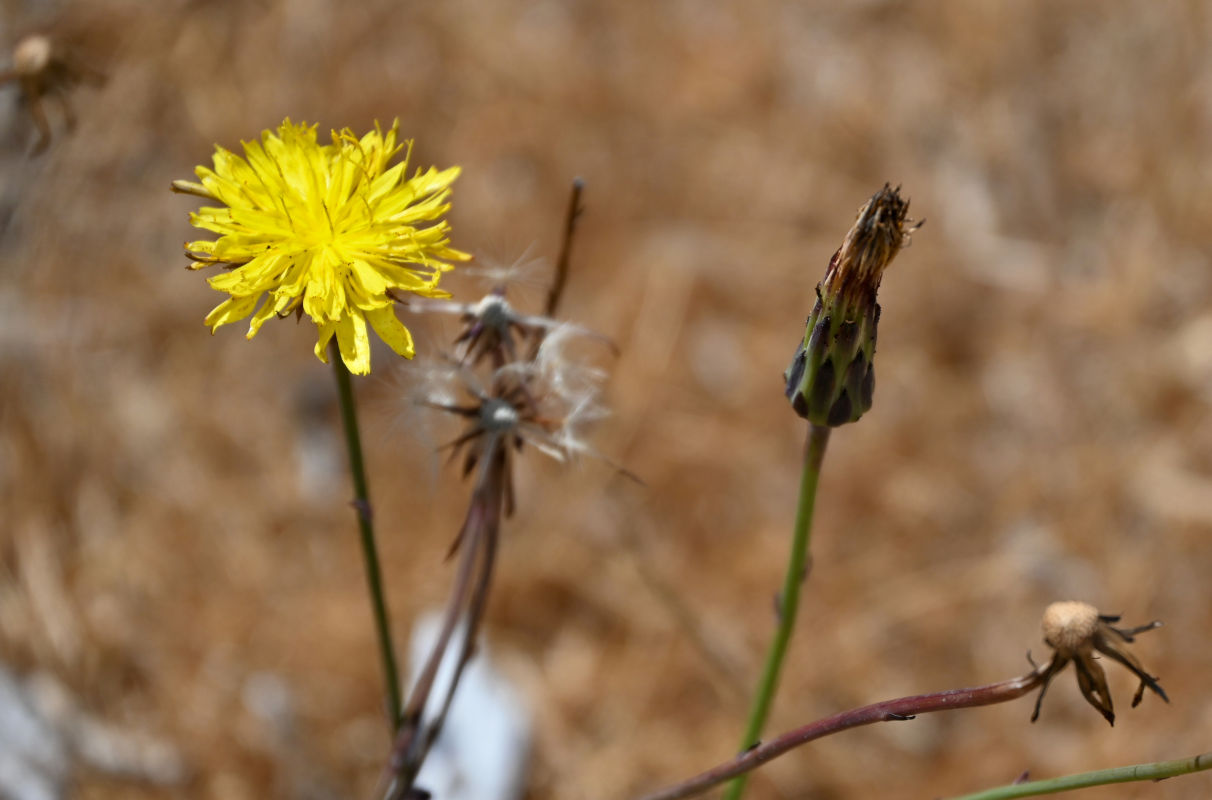 Image of Hypochaeris radicata specimen.