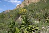 Inula macrophylla. Цветущие растения. Кыргызстан, Джалал-Абадская обл., Тогуз-Тороуский р-н, предгорья хр. Молдо-Тоо, окр. с. Табылгыты.; ≈ 1500 м н.у.м., на каменисто-глинистой осыпи. 06.07.2026.