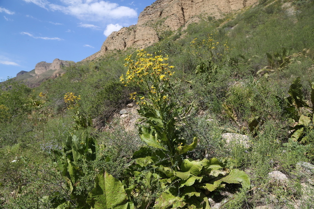 Image of Inula macrophylla specimen.