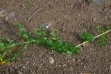 род Hypericum