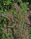 Hordeum leporinum. Цветущие растения в сообществе с Rubus. Португалия, округ Бежа, окр. г. Карвальял, окраина зарослей кустарников. 06.06.2026.