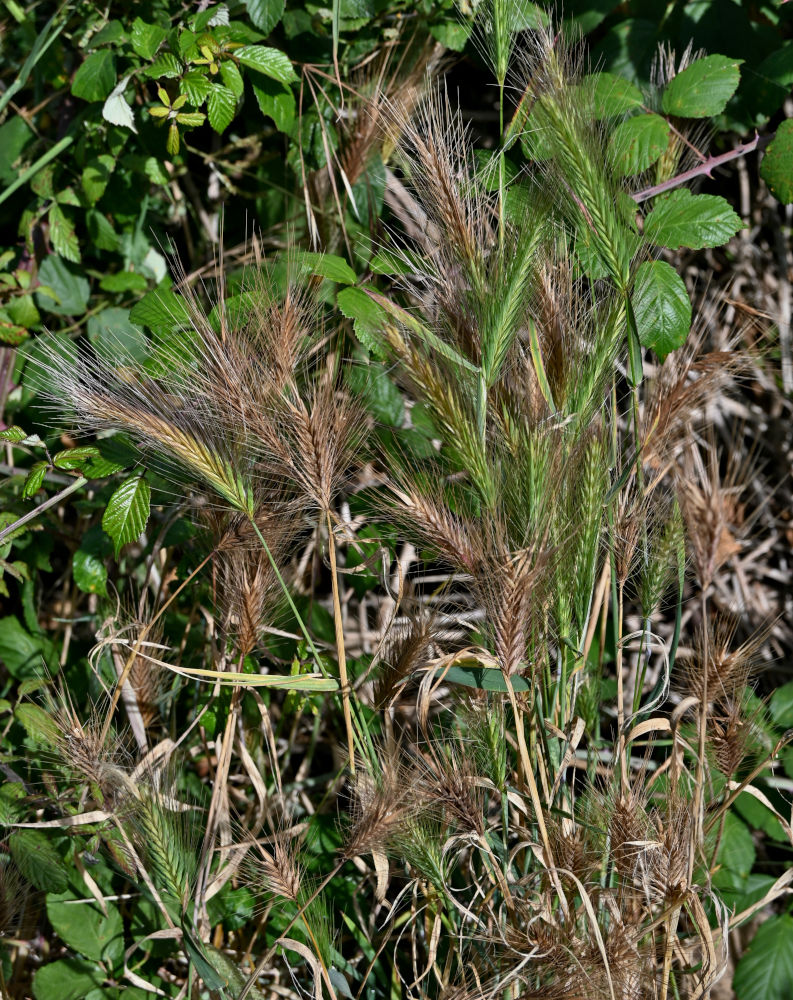 Изображение особи Hordeum leporinum.