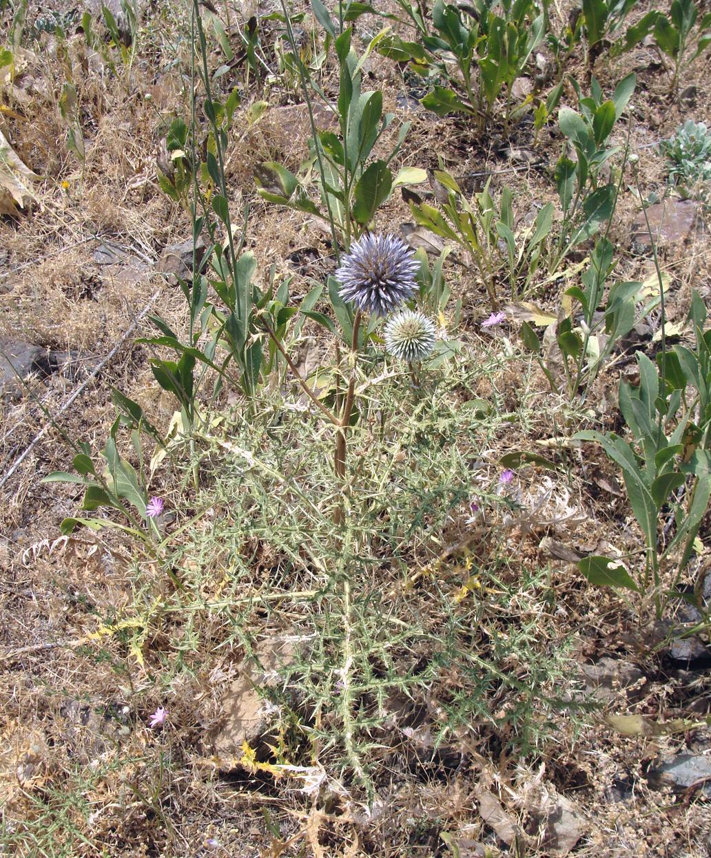 Изображение особи род Echinops.