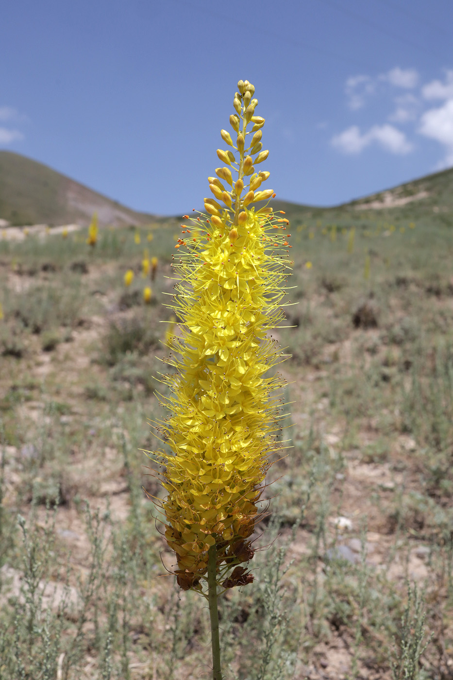 Изображение особи род Eremurus.