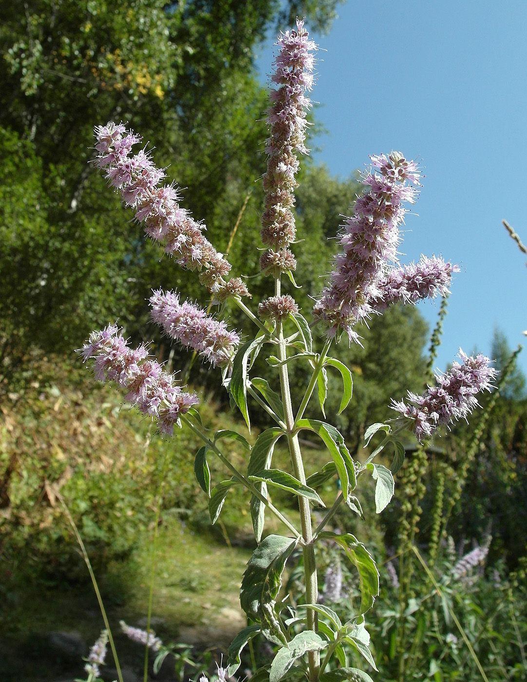 Image of Mentha asiatica specimen.