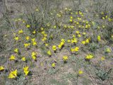 Tulipa tetraphylla