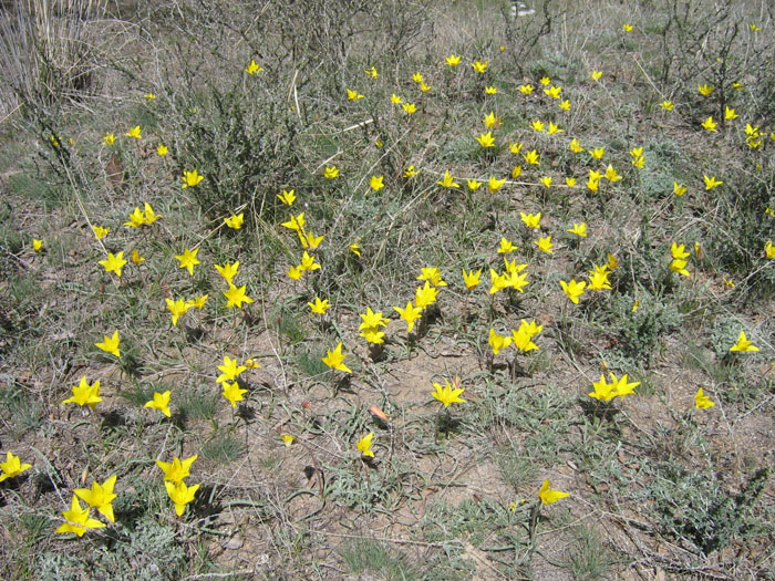 Изображение особи Tulipa tetraphylla.