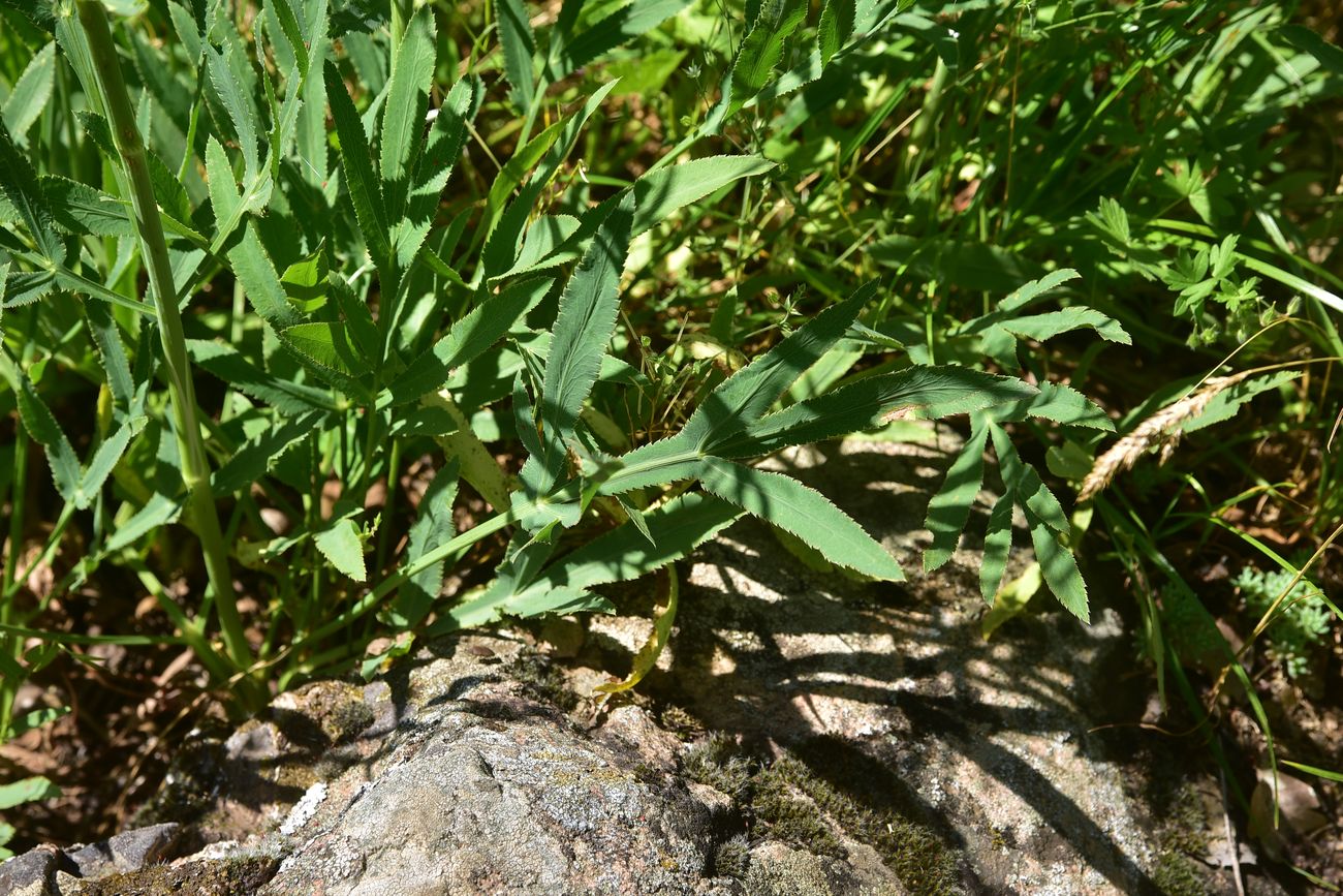 Изображение особи Falcaria vulgaris.