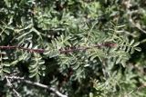 Rosa platyacantha. Верхушка облиственного побега. Кыргызстан, Нарынская обл., Ак-Талинский р-н, 16 км к юго-западу от с. Кош-Дёбё. ~ 2600 м н.у.м., разнотравный луг на каменисто-глинистом склоне. 07.07.2026.
