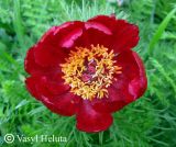 Paeonia tenuifolia