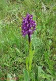 Anacamptis morio subspecies caucasica. Цветущее растение. Крым, окр. Севастополя, неподалёку от крепости Каламита. 11 мая 2011 г.