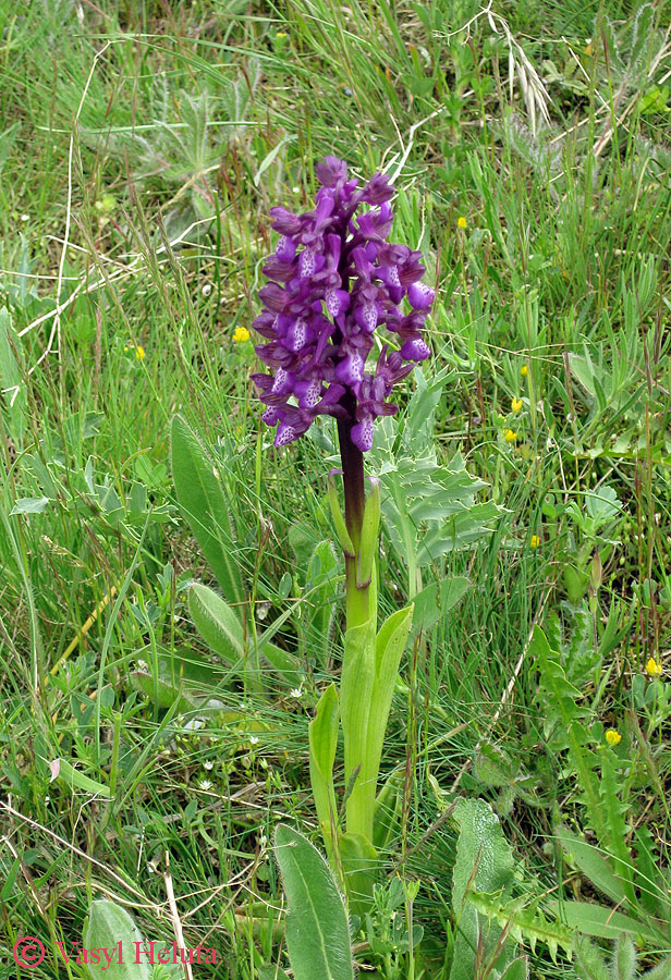 Image of Anacamptis morio ssp. caucasica specimen.