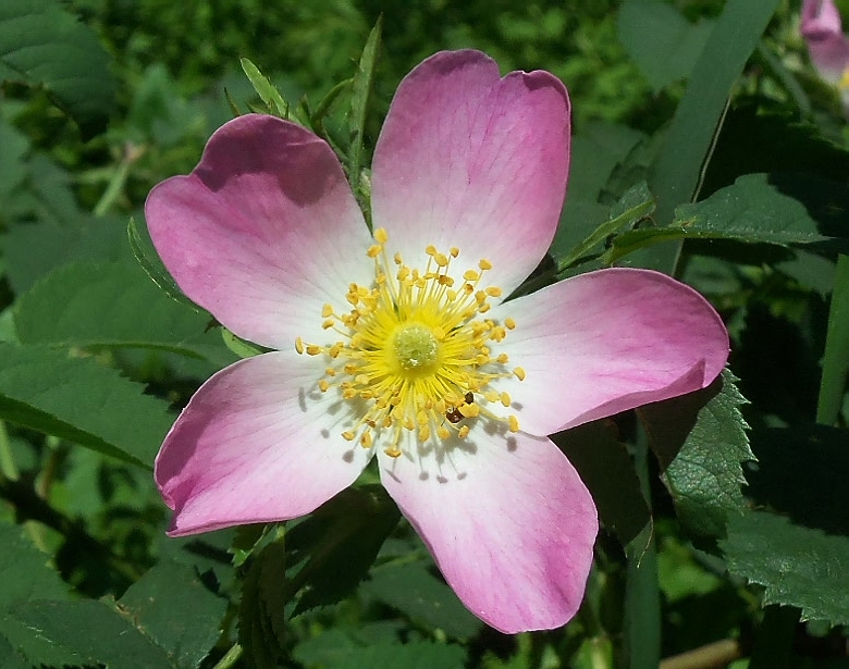 Изображение особи Rosa podolica.