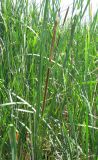 Typha angustifolia. Молодые мужское (зацветающее) и женское (бутонизирующее) соцветия. Саратовская обл., Воскресенский р-н, д. Кошели, Волгоградское водохранилище. 28.06.2008.