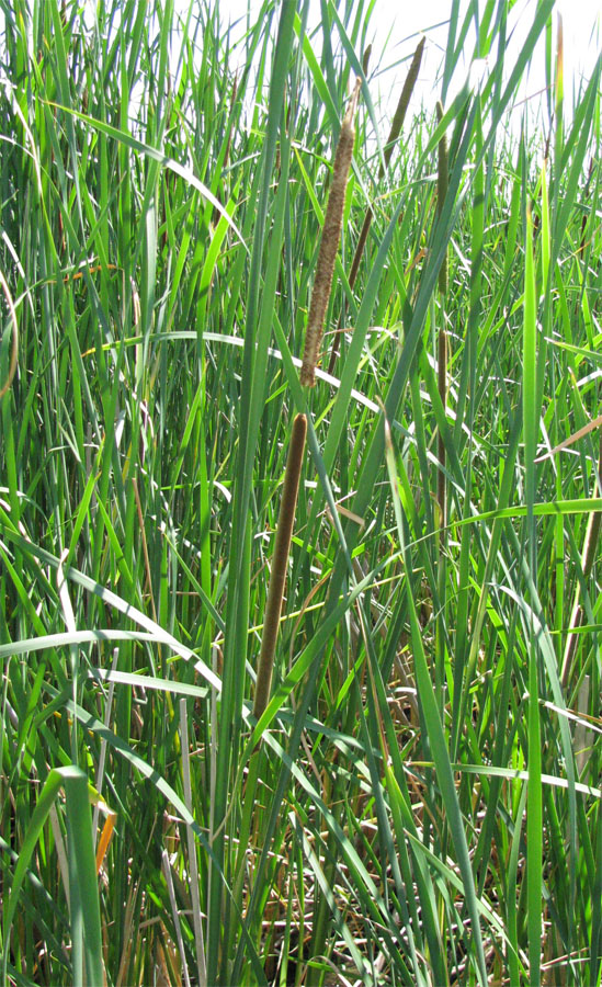 Изображение особи Typha angustifolia.