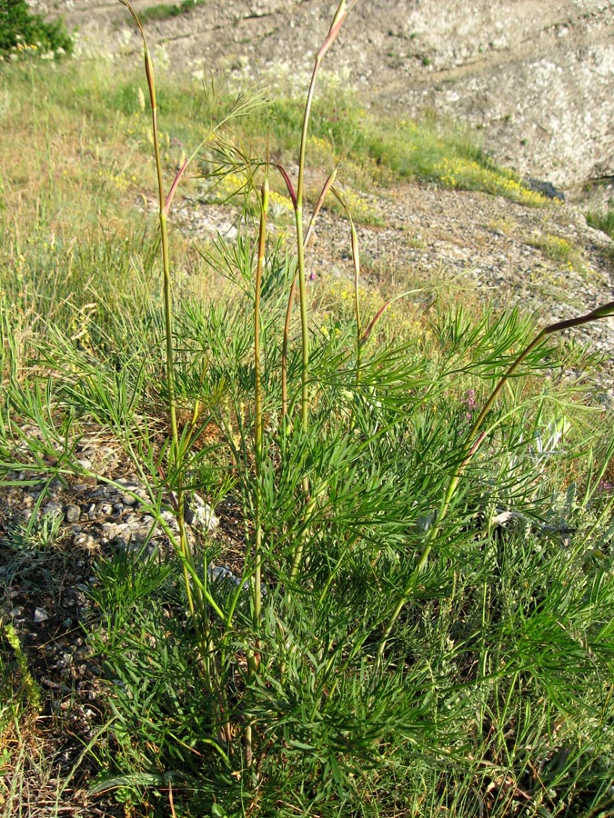 Изображение особи Peucedanum tauricum.