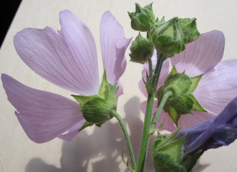 Image of Malva thuringiaca specimen.