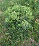 Archangelica officinalis