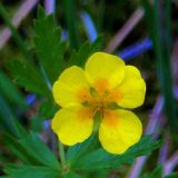 Potentilla erecta