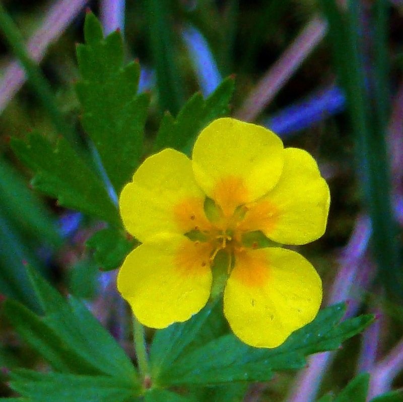 Изображение особи Potentilla erecta.