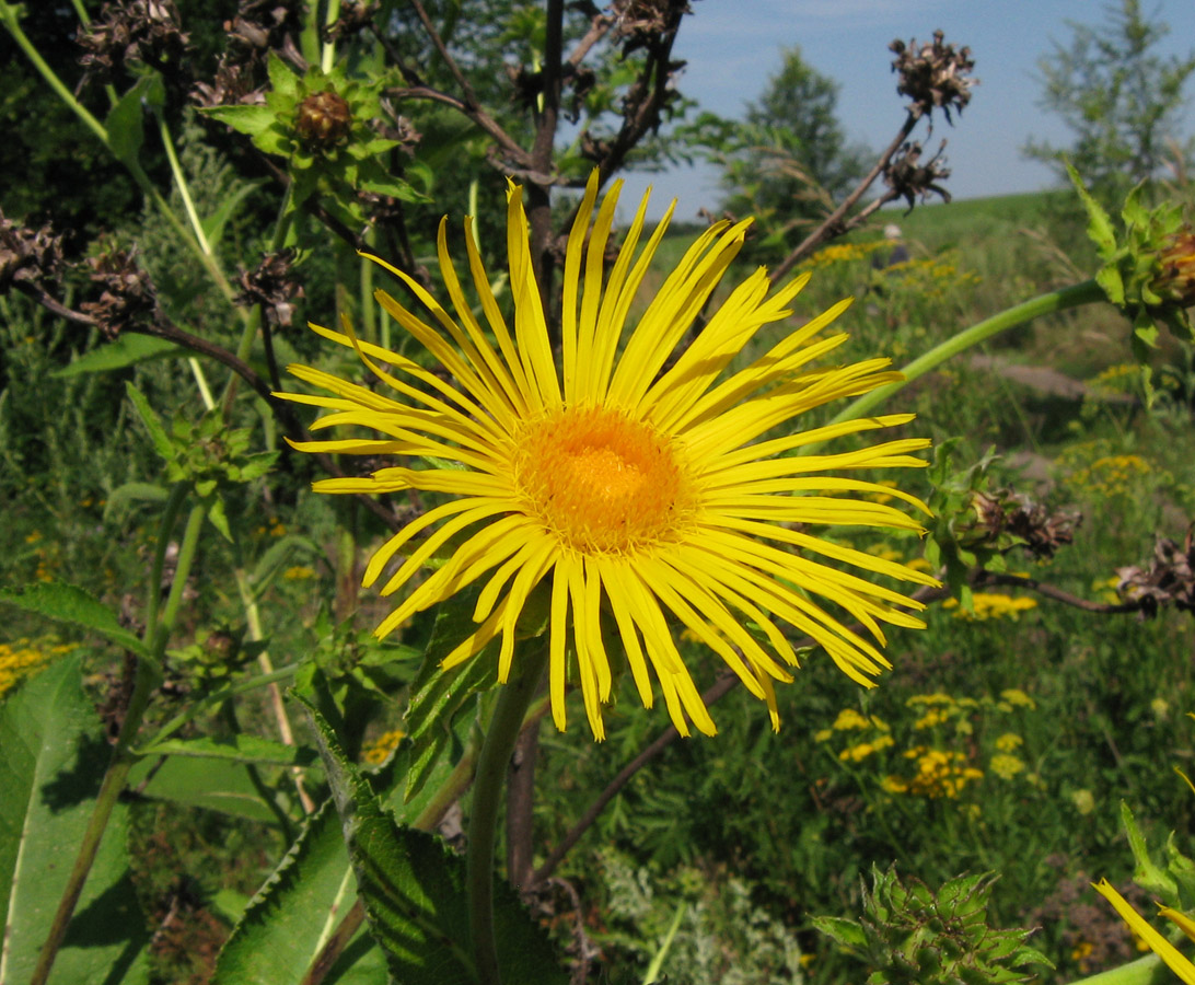 Image of Inula helenium specimen.