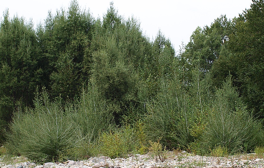 Image of Chosenia arbutifolia specimen.